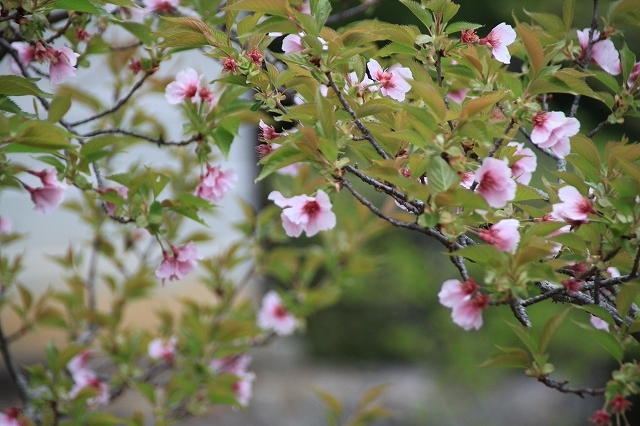 桜紀行　仁和寺の桜　2018_f0374092_17551520.jpg