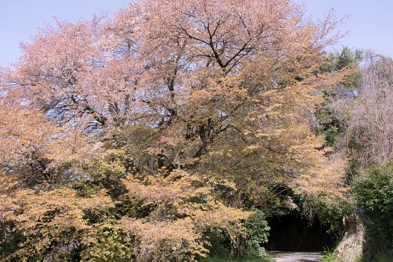 e0176993_07553582.jpg