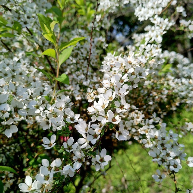 f0100593_17170040.jpg