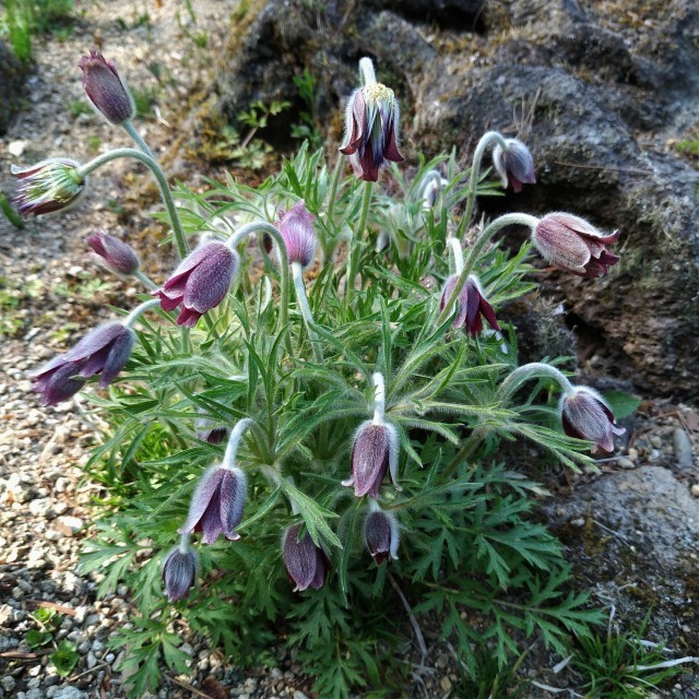 f0100593_21123662.jpg