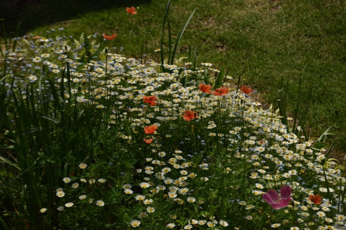 庭に緑が、、、Green Season Now in My Garden_f0268294_21432543.jpeg