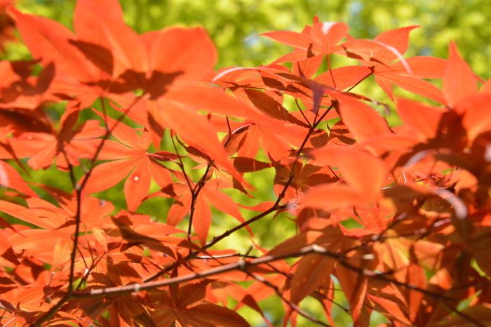 庭に緑が、、、Green Season Now in My Garden_f0268294_21440109.jpeg