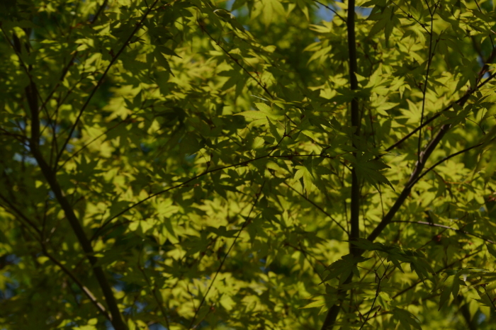 庭に緑が、、、Green Season Now in My Garden_f0268294_21442213.jpeg