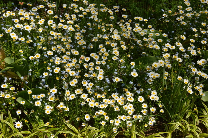 庭に緑が、、、Green Season Now in My Garden_f0268294_21465539.jpeg