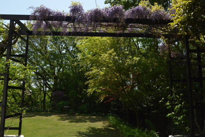 庭に緑が、、、Green Season Now in My Garden_f0268294_21513776.jpeg