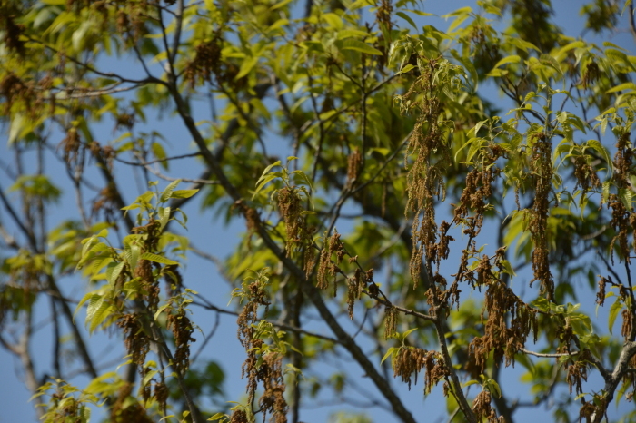 庭に緑が、、、Green Season Now in My Garden_f0268294_21541802.jpeg