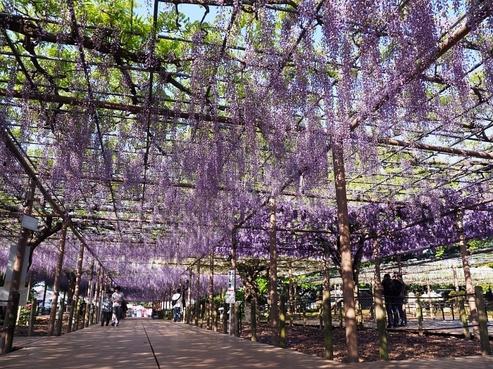 曼陀羅寺の藤　2018_e0075403_20143371.jpg