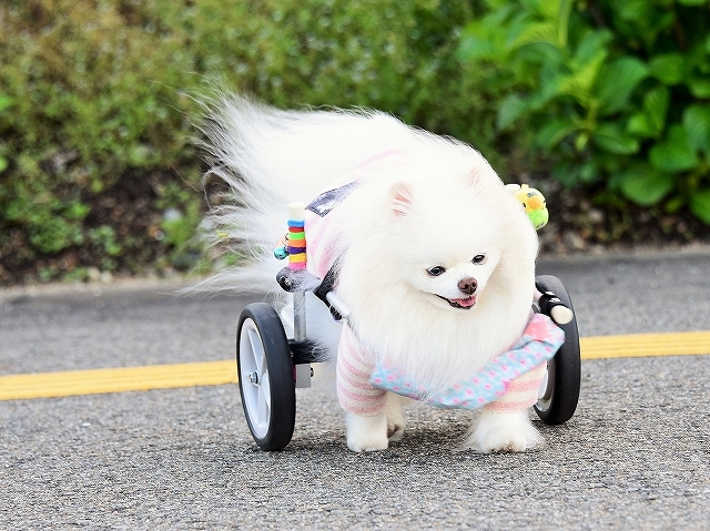 ドキドキがとまらない_d0360206_03191618.jpg