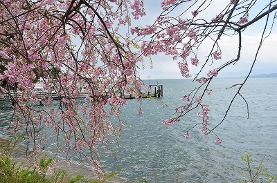 海津大崎の桜’2018_b0143308_21462327.jpg