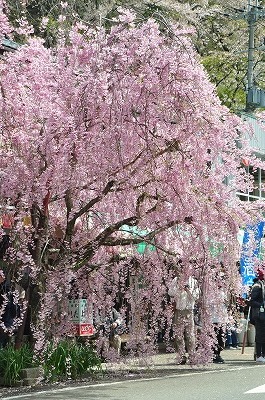 海津大崎の桜’2018_b0143308_21463596.jpg