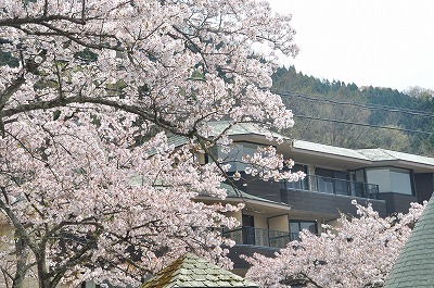 海津大崎の桜’2018_b0143308_21465291.jpg