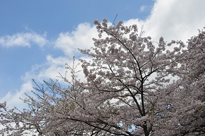 海津大崎の桜’2018_b0143308_21470888.jpg