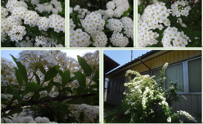 f0231709_15510115.gif