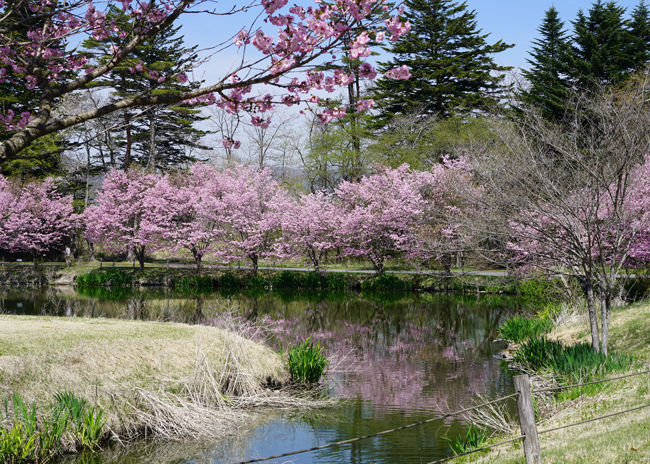 軽井沢の桜_e0136511_15551534.jpg