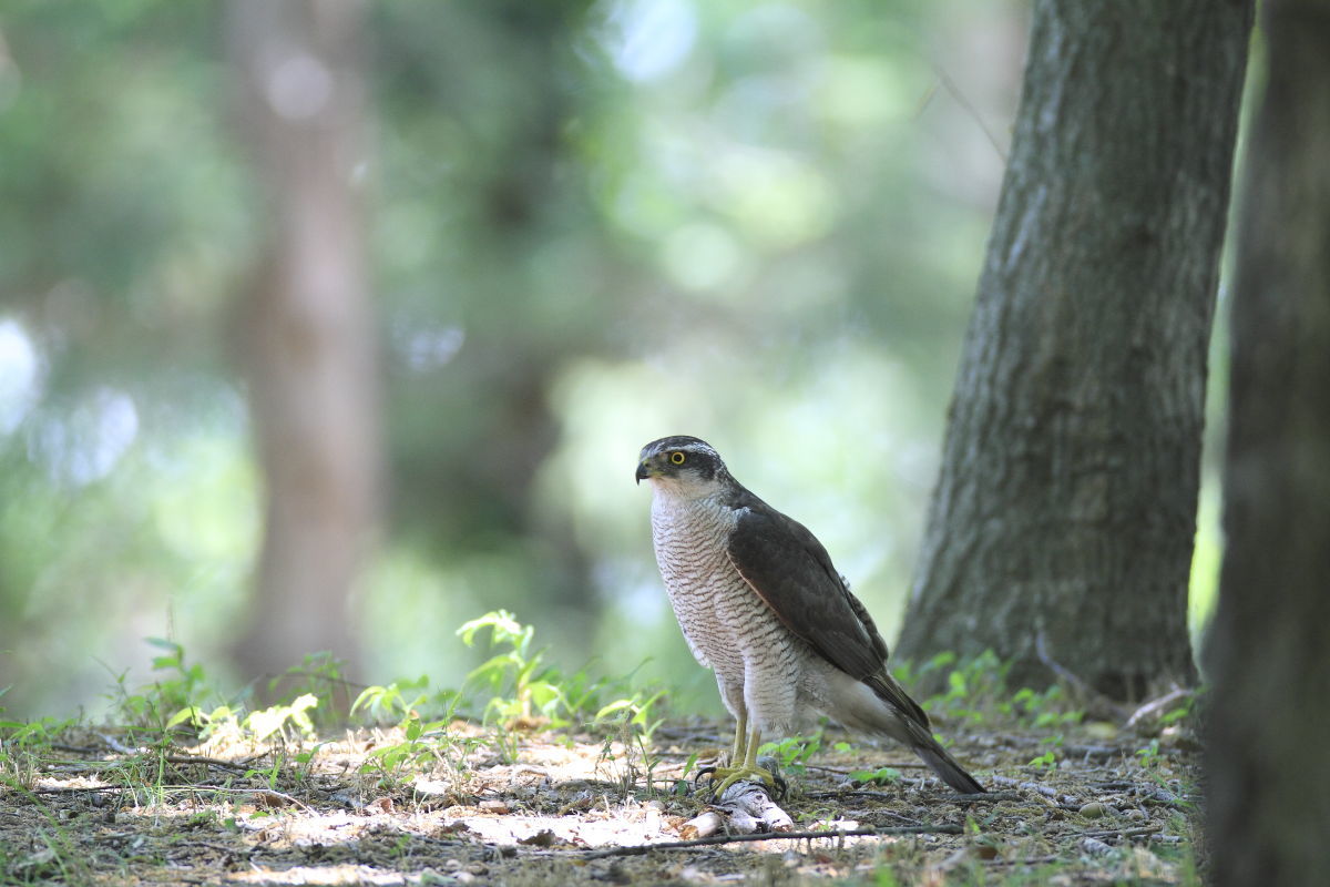 オオタカ 地面に降りた成鳥_f0369315_16010866.jpg