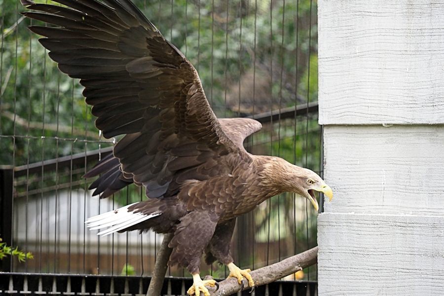 鳴き交わすオジロワシ_f0224624_05001874.jpg