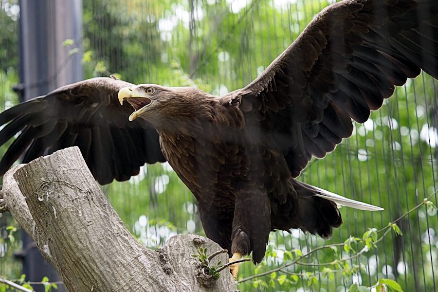 鳴き交わすオジロワシ : 動物園放浪記