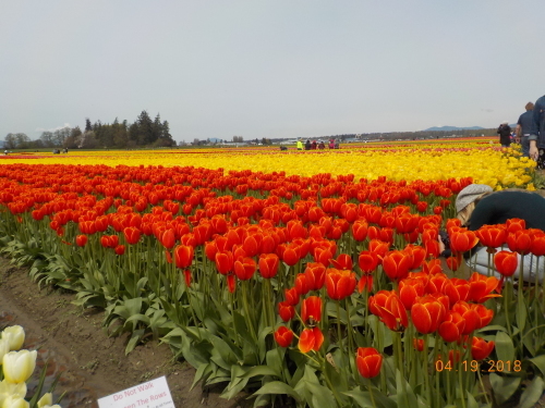 Skagit Valley へ行ってきました。_a0173527_22562334.jpg