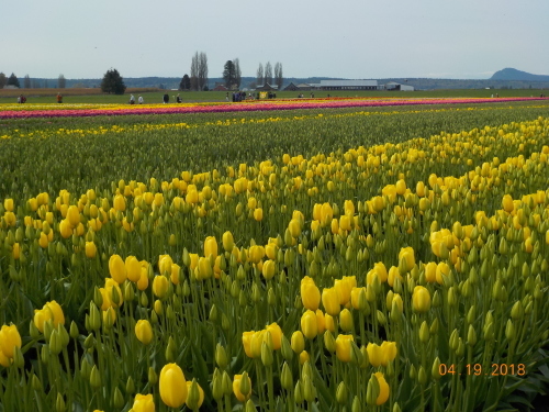 Skagit Valley へ行ってきました。_a0173527_23041993.jpg