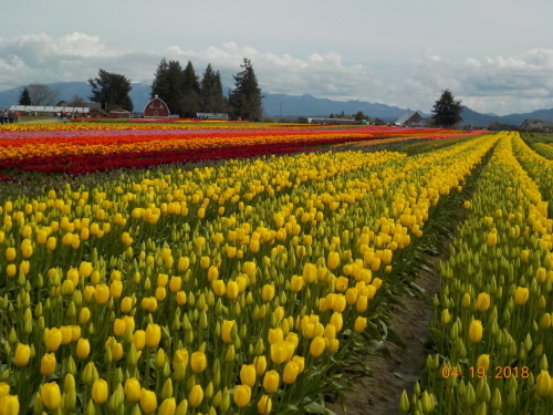 Skagit Valley へ行ってきました。_a0173527_23083372.jpg