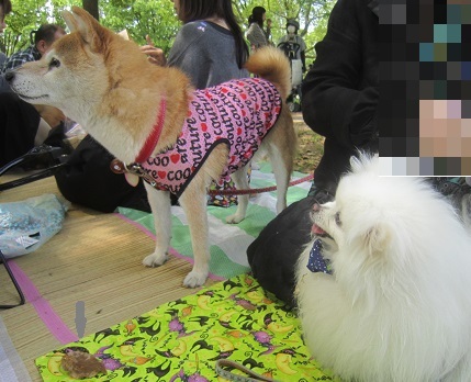 2018ポメラニアン春のオフ会_b0177436_11355194.jpg