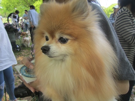 2018ポメラニアン春のオフ会_b0177436_11363938.jpg