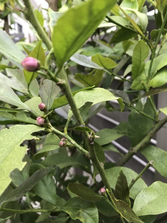 レモンの花の蕾 続 Suisuiつくる レモンの花の蕾 続 Suisuiつくる
