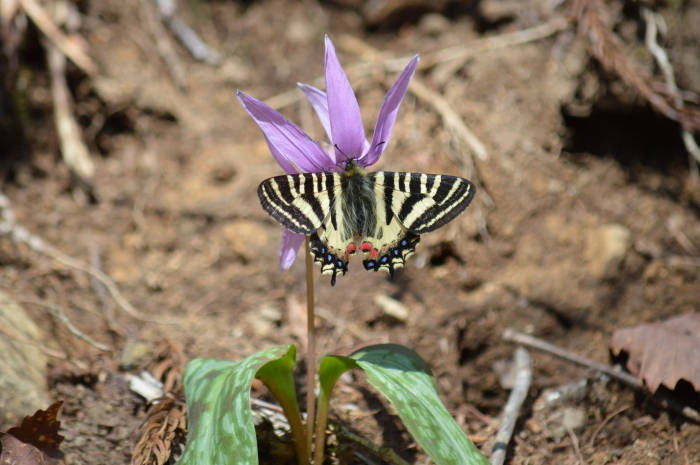 ヒメギフチョウ 4月22日_d0254540_06155995.jpg