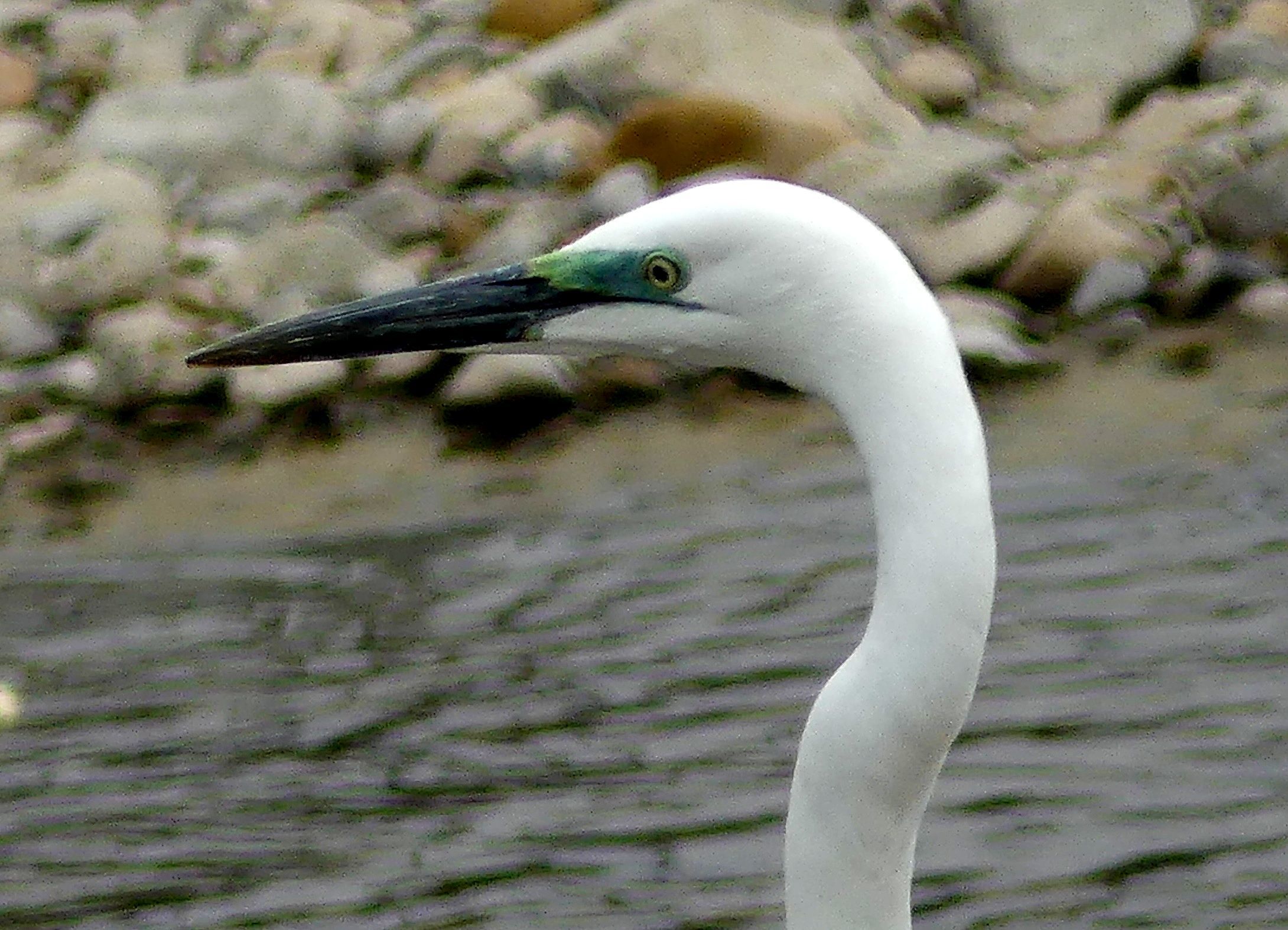 ムクドリ・コサギ・ダイサギ・・・浅川（八王子）_d0354344_12042885.jpg