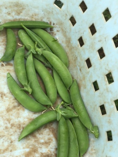 茄子　パプリカ　万願寺　の定植　スナップエンドウ豆の収穫始めました_c0222448_12244600.jpg