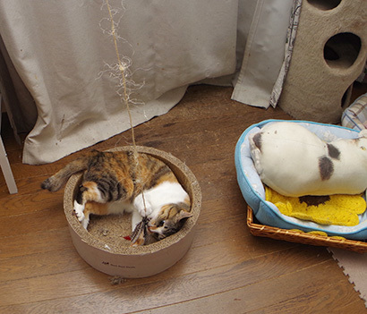 ミケ子とばかり遊んでるわけではありません。_a0028451_19243297.jpg
