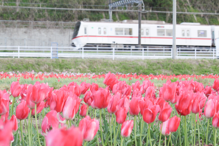 tulip train_a0271251_17032442.jpg