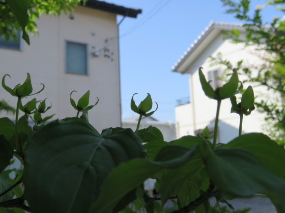 c0367054_17070378.jpg