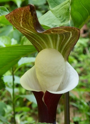 #果実 #花 『雪餅草』 Arisaema sikokianum_f0238961_14292226.jpg