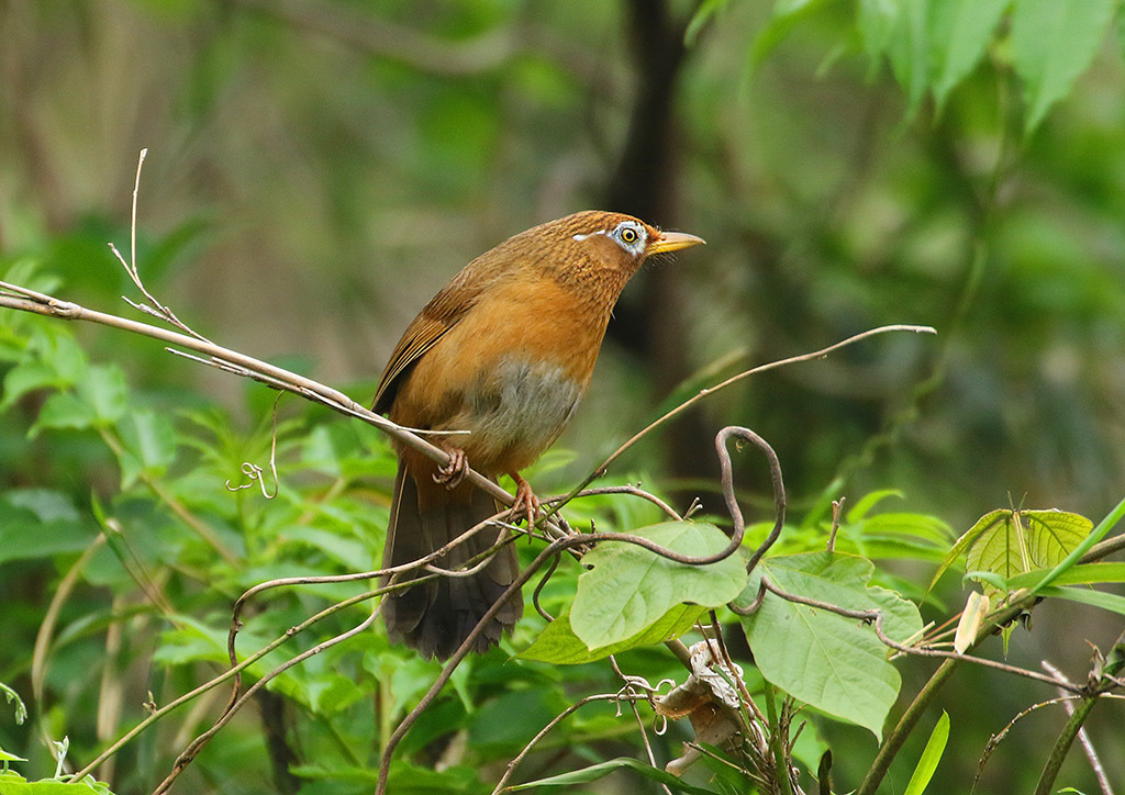 繁殖期_d0313867_12015244.jpg