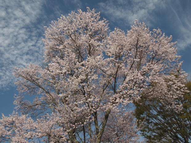 周辺の桜情報_d0360272_21593868.jpg