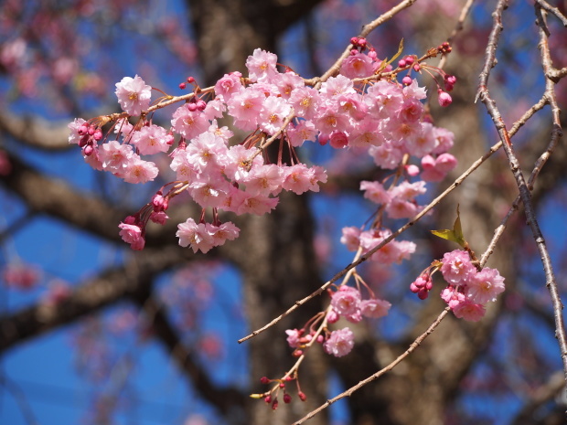 周辺の桜情報_d0360272_22052176.jpg