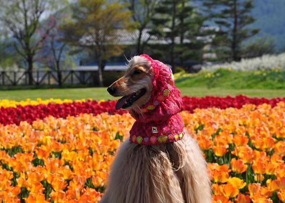 安曇野公園　ワンちゃんも　日焼け対策_e0144973_10135761.jpg