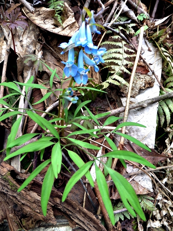 e0385174_07143095.jpg