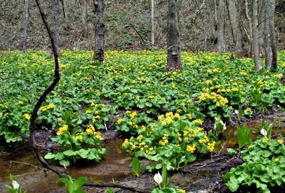 e0385174_07145400.jpg