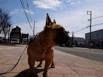 b0056476_12240942.gif
