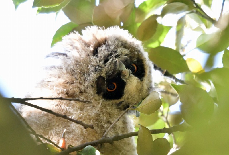 トラフズク 可愛い雛 モコちゃんの鳥撮り記 トラフズク 可愛い雛 モコちゃんの鳥撮り記