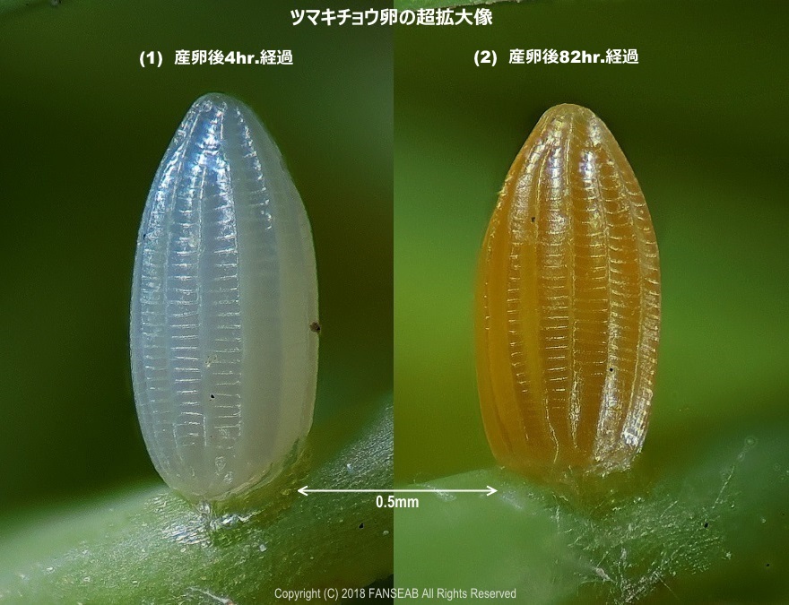 ツマキチョウ卵の拡大像（4月中旬）_f0090680_15312087.jpg