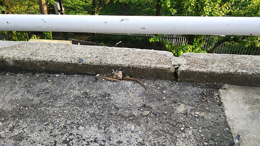 e0020682_22541632.jpg
