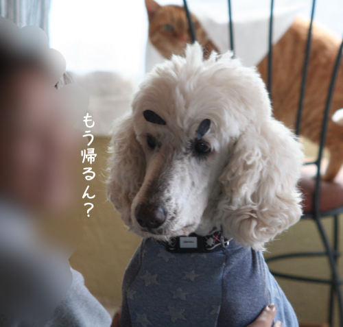 a0216583_10235860.png