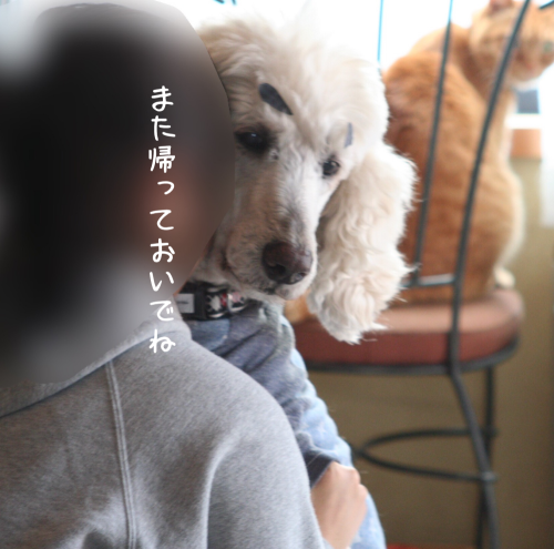 a0216583_10240199.png