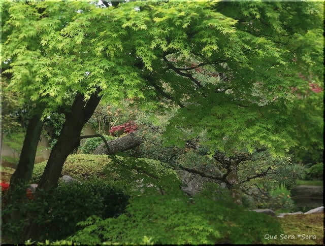 春、京都へ 「正伝永源院」 再会の、襖絵_d0098183_10352663.jpg