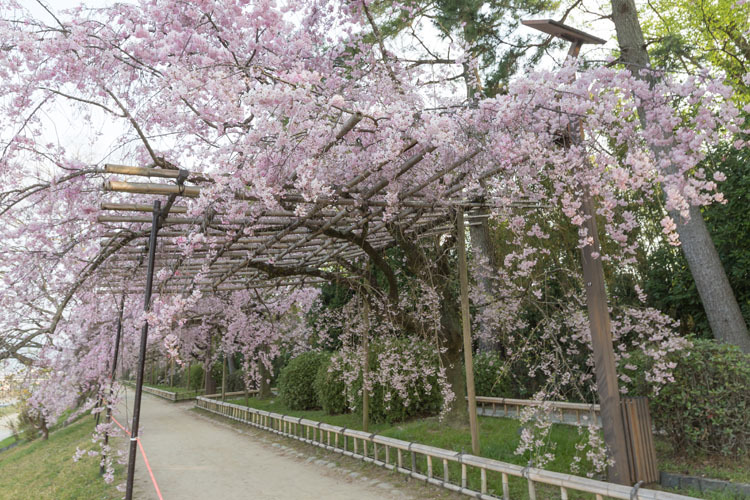 半木の道_e0051888_23165739.jpg