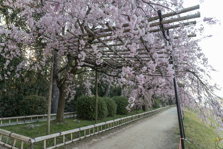 半木の道_e0051888_23165838.jpg