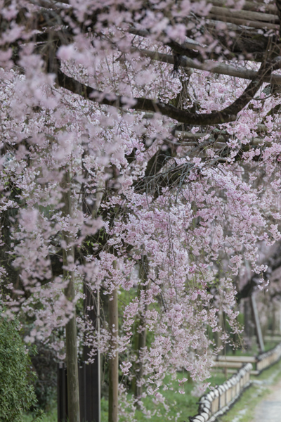 半木の道_e0051888_23165894.jpg